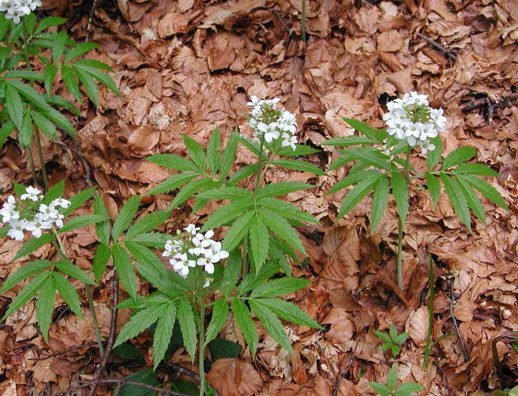 Cardamine heptaphylla / Dentaria pennata